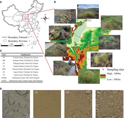 Comparative metabolomics provides novel insights into correlation between dominant habitat factors and constituents of Stellaria Radix (Stellaria dichotoma L. var. lanceolata Bge.)